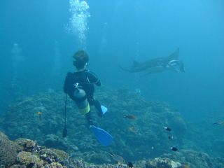 Manta ray (Ishigaki-jima, near Taiwan)