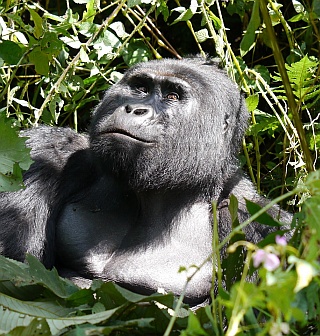 White Back Uganda