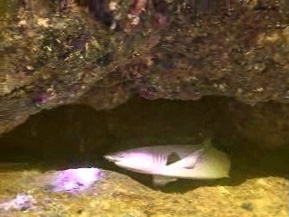 Shark Irabu Island, near Okinawa